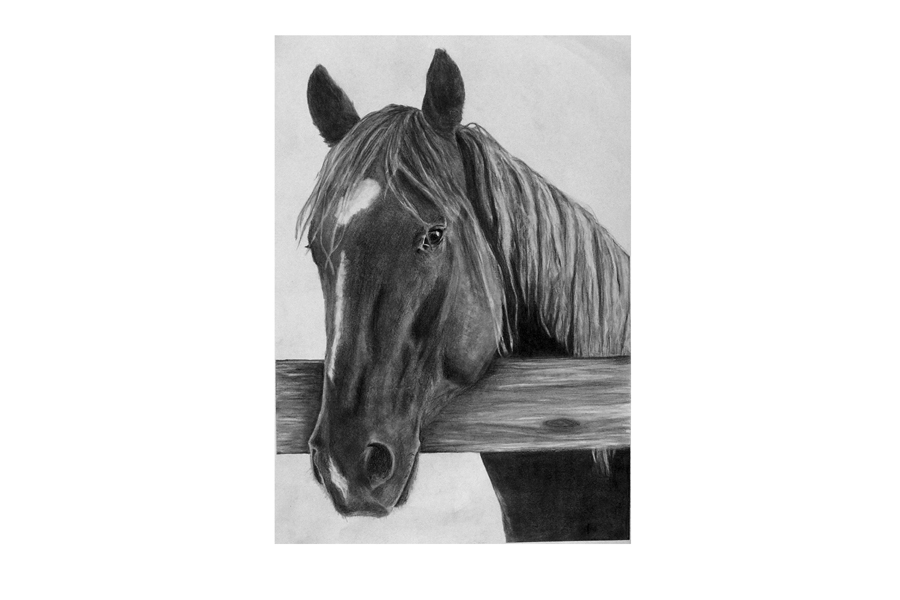 horse head sketches. Visifiction - Sketches